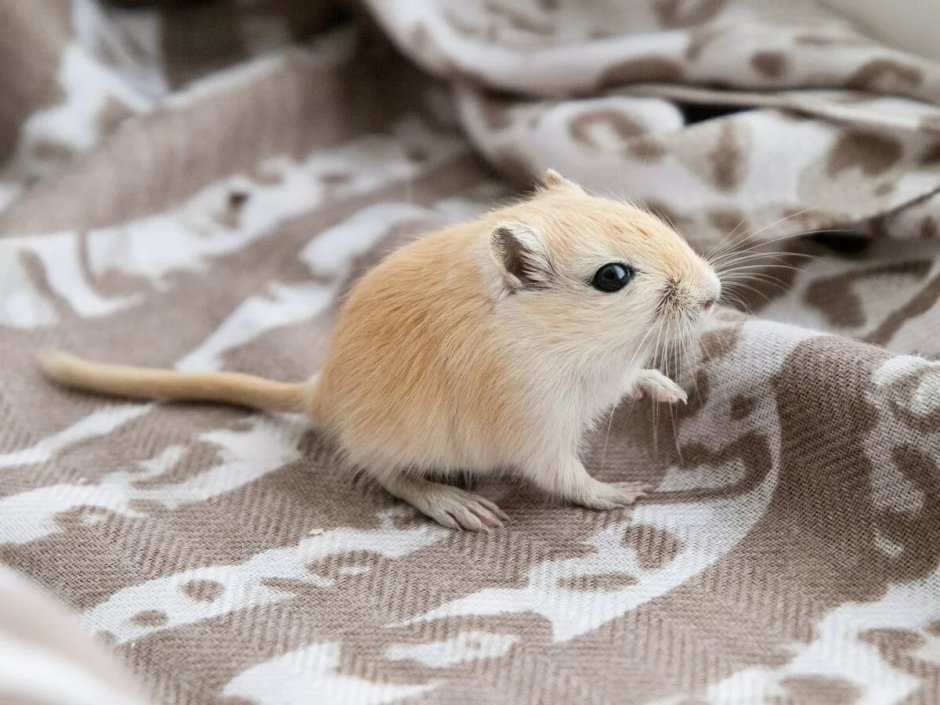 Короткоухая Песчанка