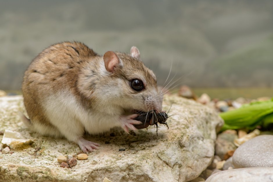 Хомячок Эверсманна (Allocricetulus eversmanni)