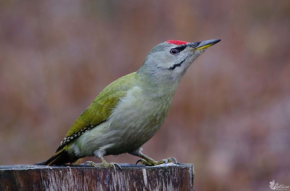 Зеленый дятел -Picus viridis Linnaeus (1758)