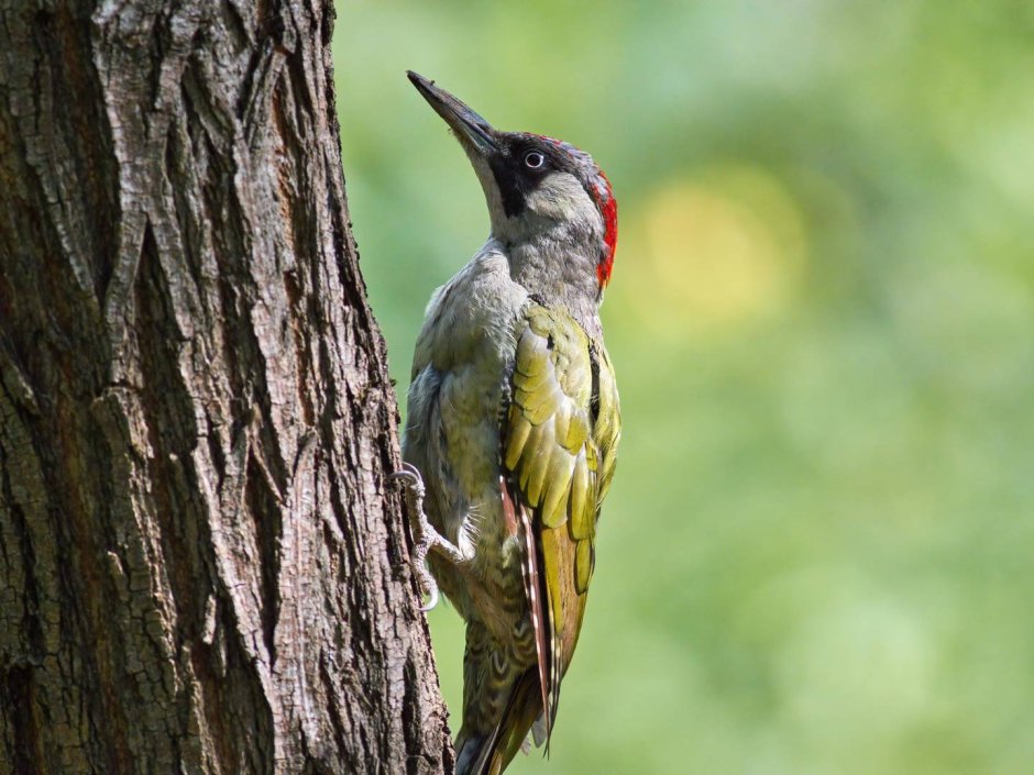 Зеленый дятел -Picus viridis Linnaeus (1758)