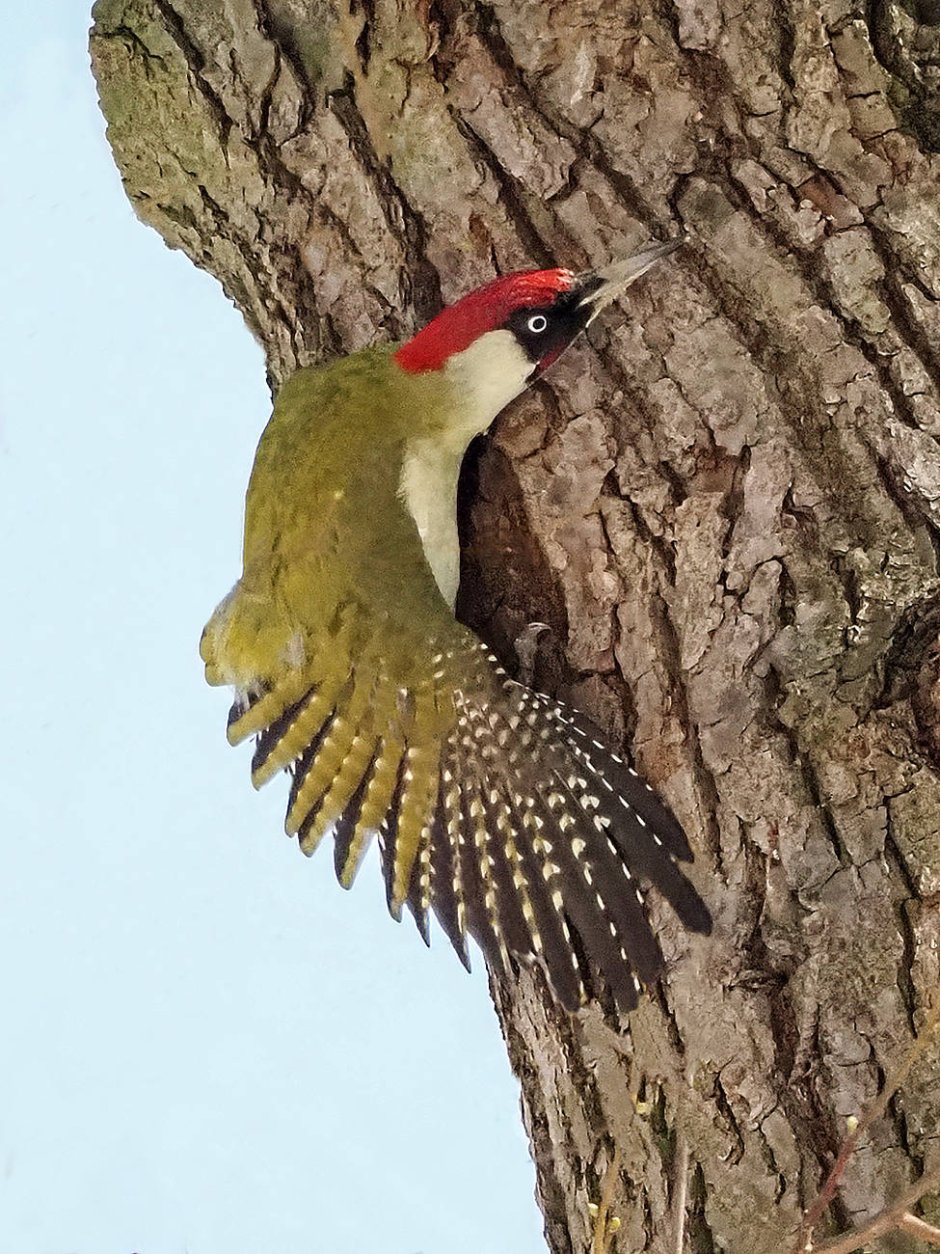Зеленый дятел -Picus viridis Linnaeus (1758)