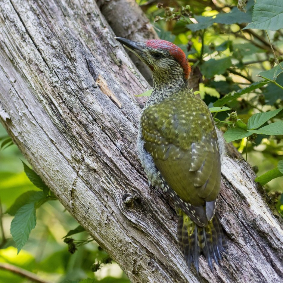 Американский Королевский дятел