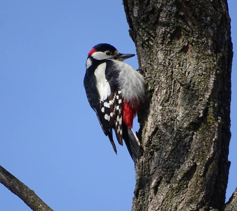 Picus viridis (зеленый дятел)