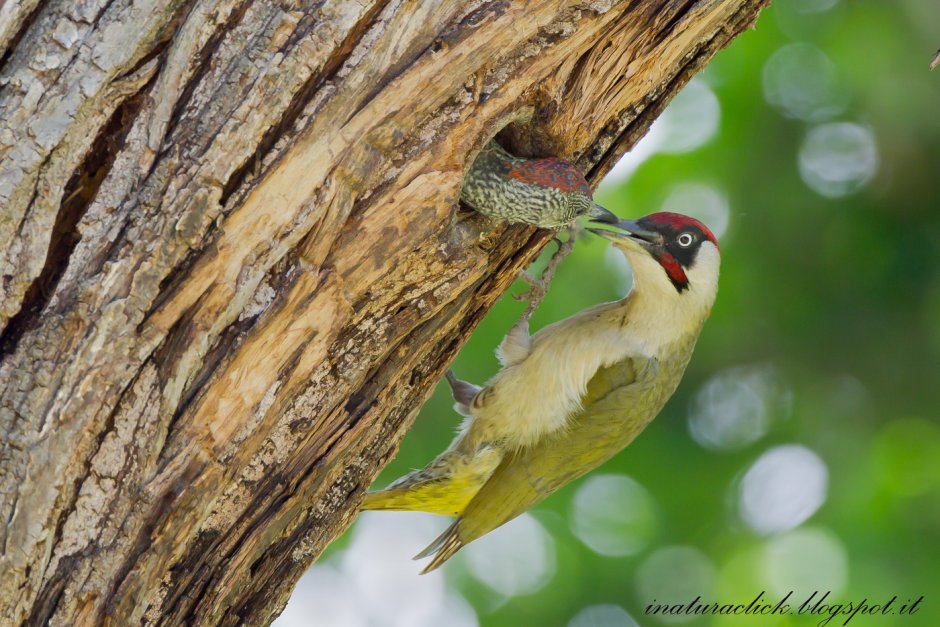 Picus viridis (зеленый дятел)