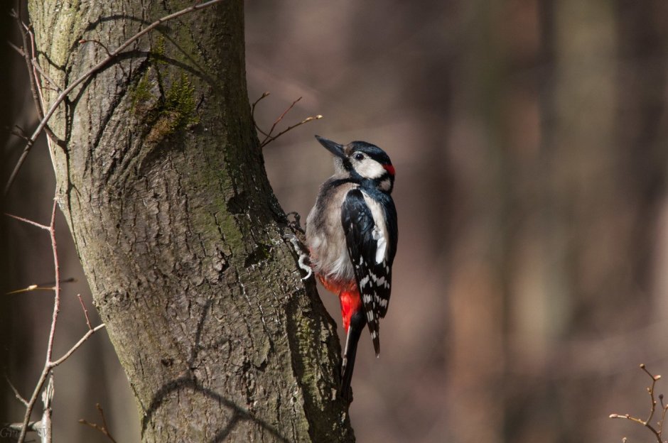 Дятел седой, или седоголовый (Picus canus). Самец