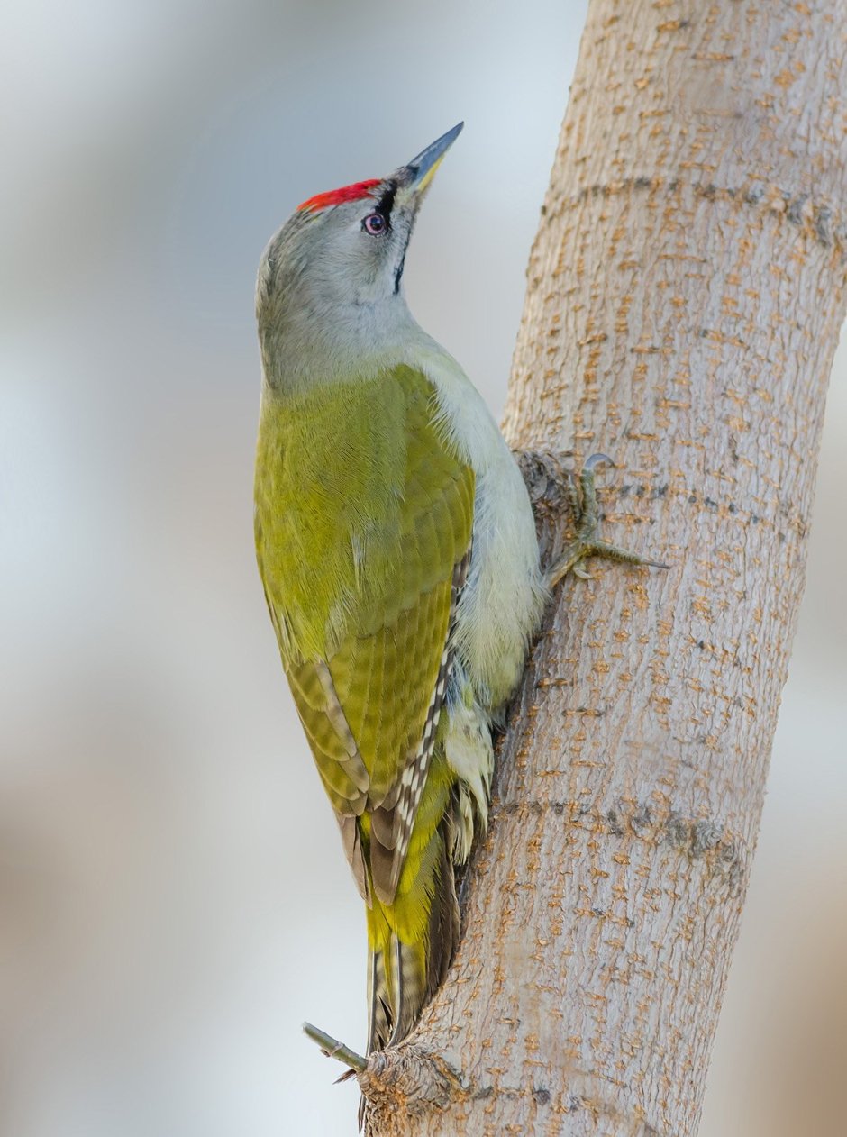 Зеленый дятел -Picus viridis Linnaeus (1758)