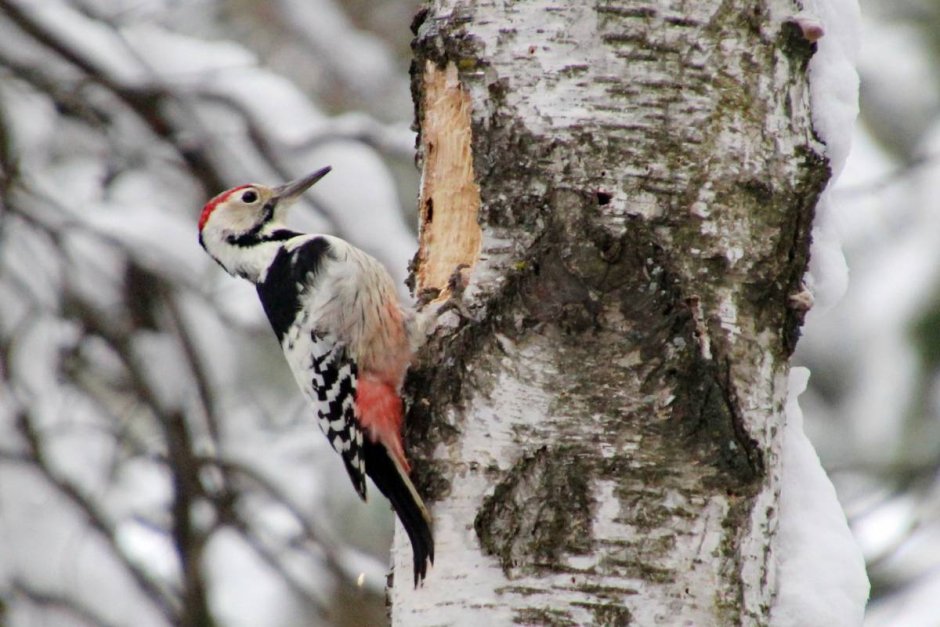Зеленый дятел -Picus viridis Linnaeus (1758)