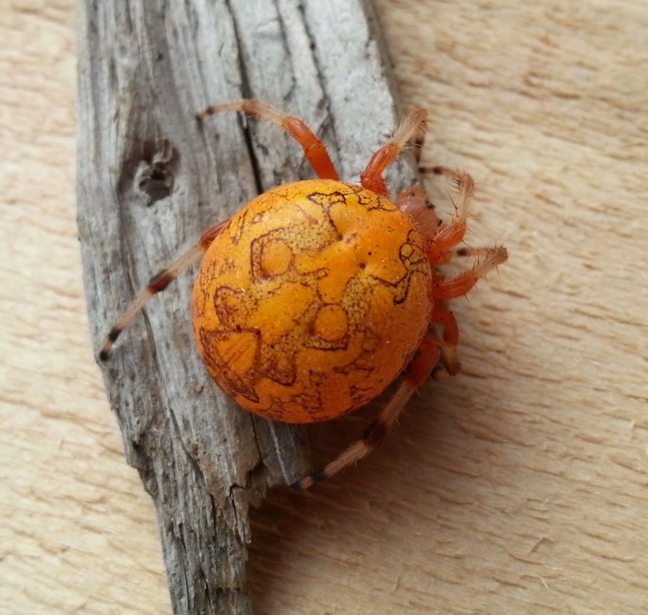 Araneus marmoreus