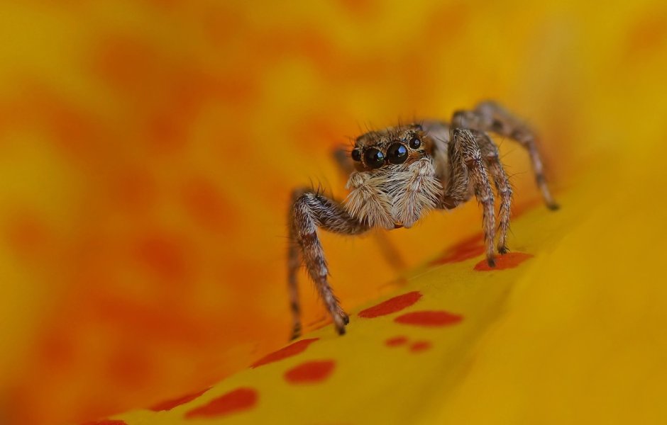 Крестовик Araneus marmoreus