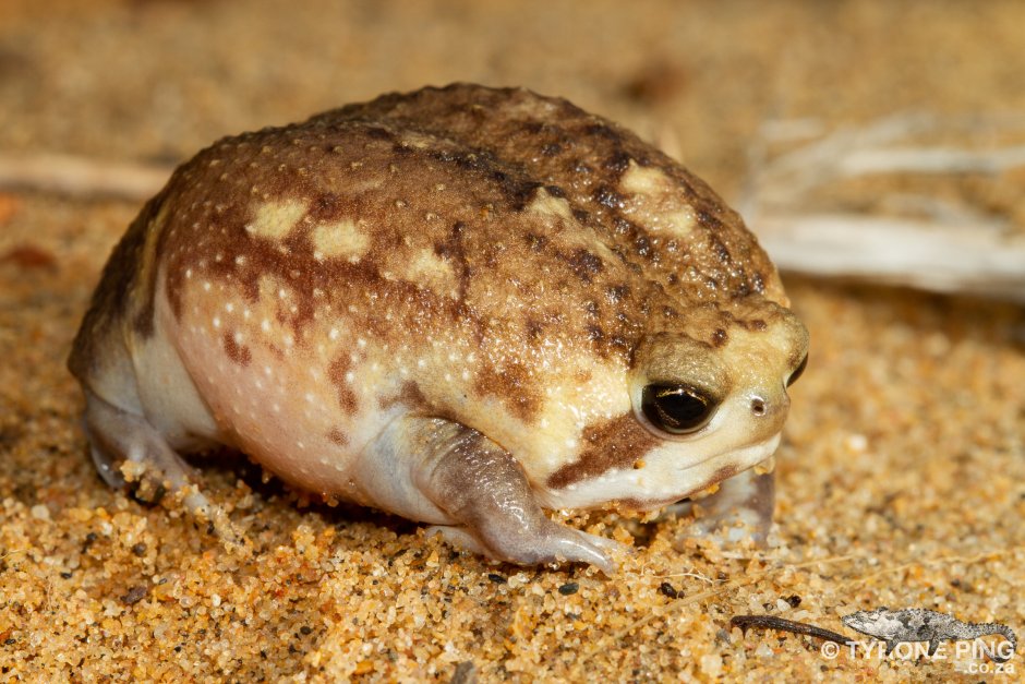 Капский узкорот