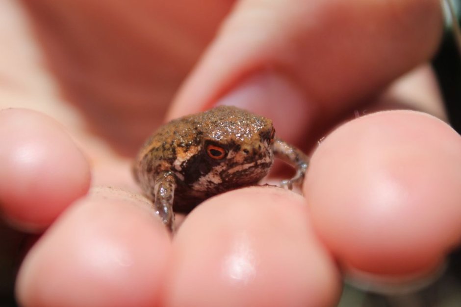 Breviceps mossambicus