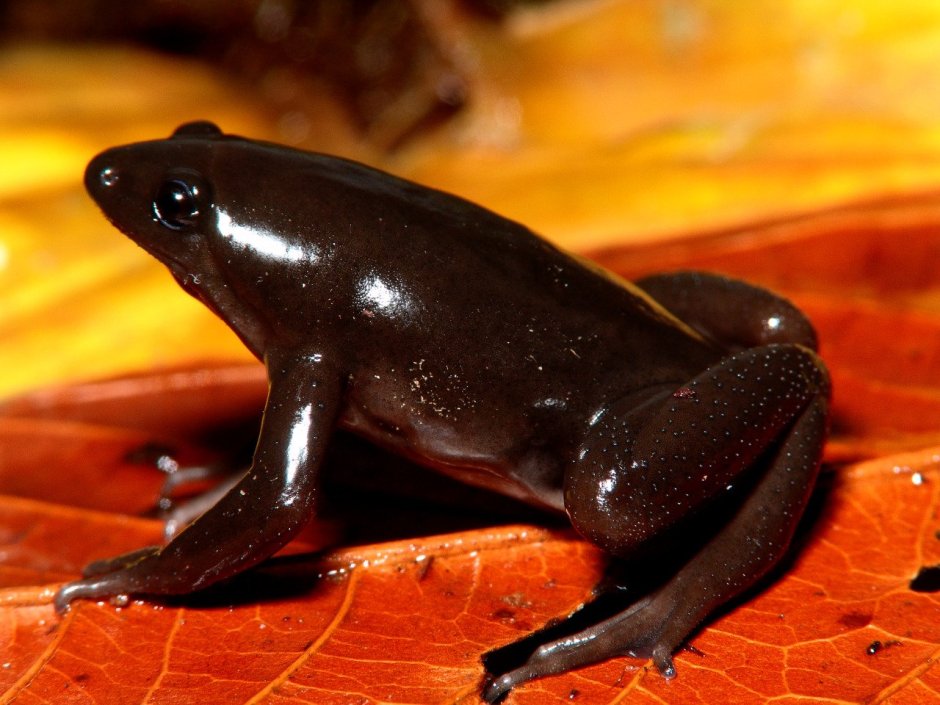 Африканский узкорот breviceps fuscus