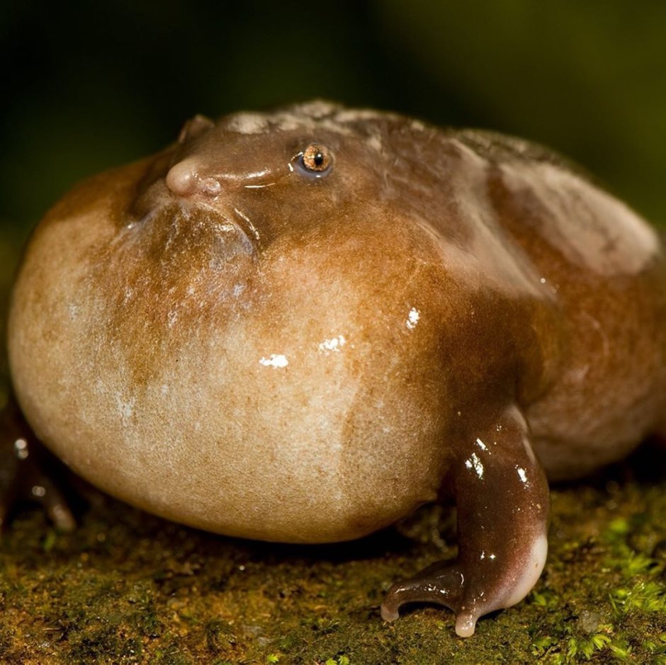 Южно африканской Жабы Bufo superciliaris