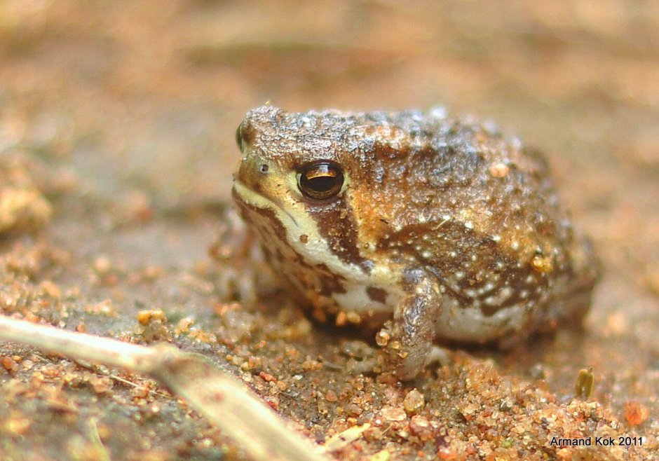 Breviceps gibbosus