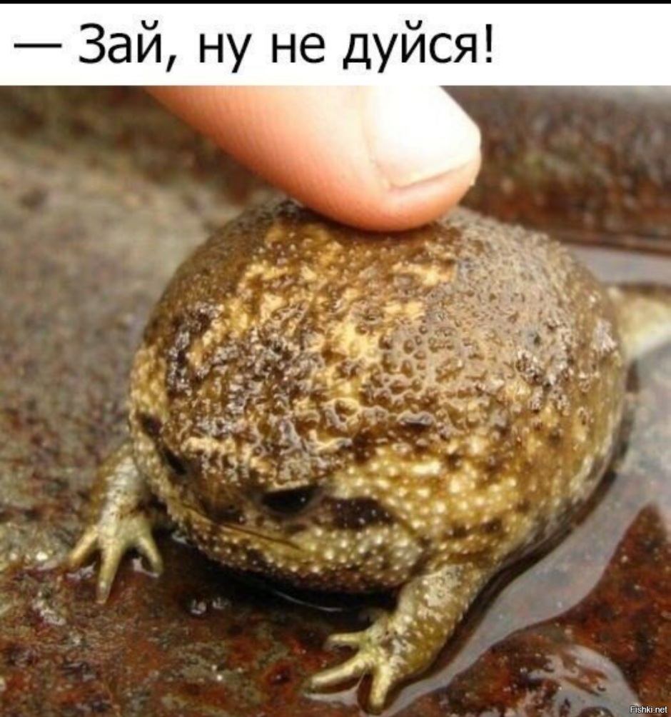 Коричневая жаба