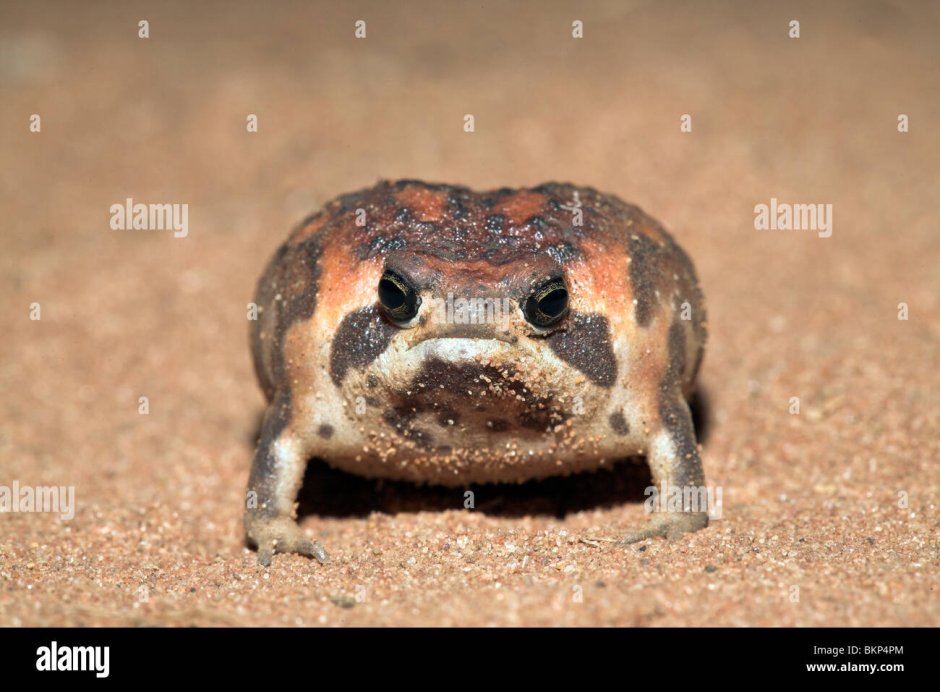 Breviceps adspersus