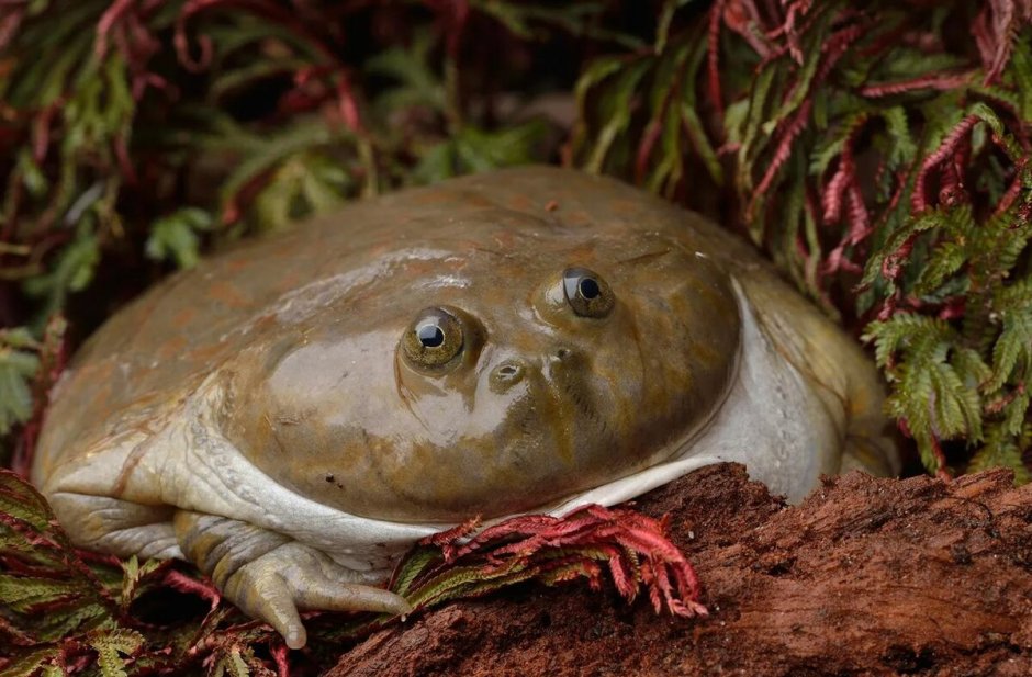 Лягушка breviceps fuscus