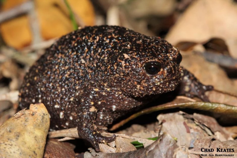 Африканский узкорот breviceps fuscus