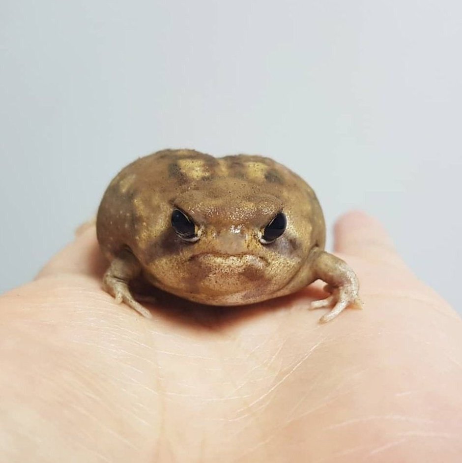 Капский узкорот