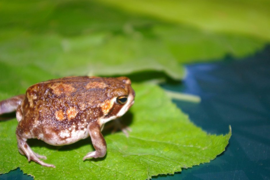 Африканская жаба Bullfrog