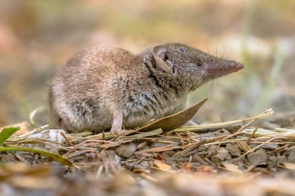 Crocidura Russula