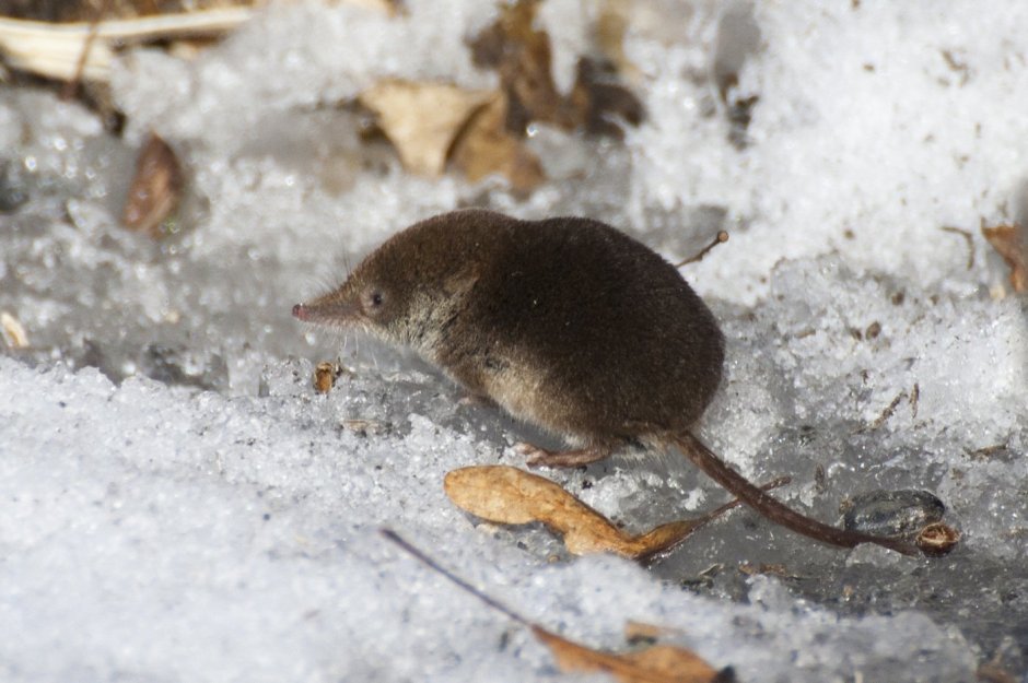 Crocidura Russula
