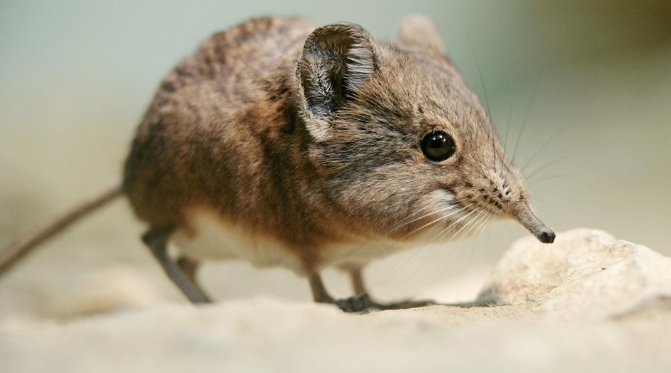 Короткоухая бурозубка Нельсона (Nelson’s small-eared Shrew)