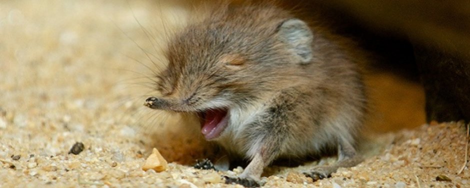 Arctic Shrew