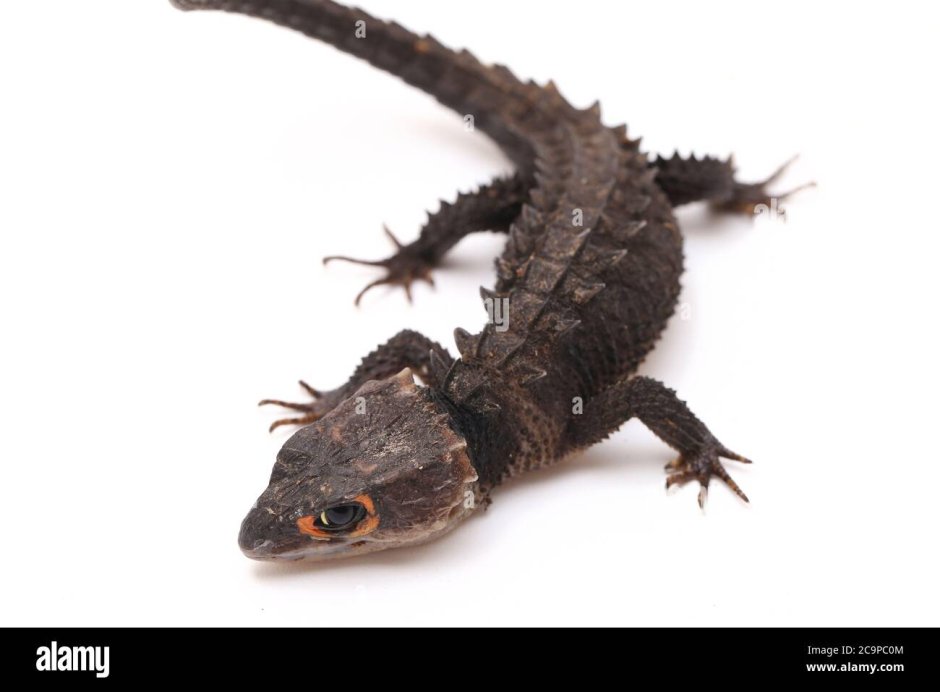 Red eyed Crocodile Skinks