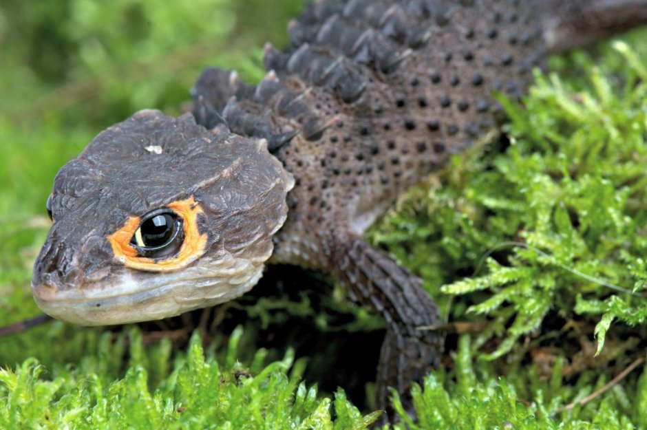 Red-eyed Crocodile Skink. Крокодиловый сцинк