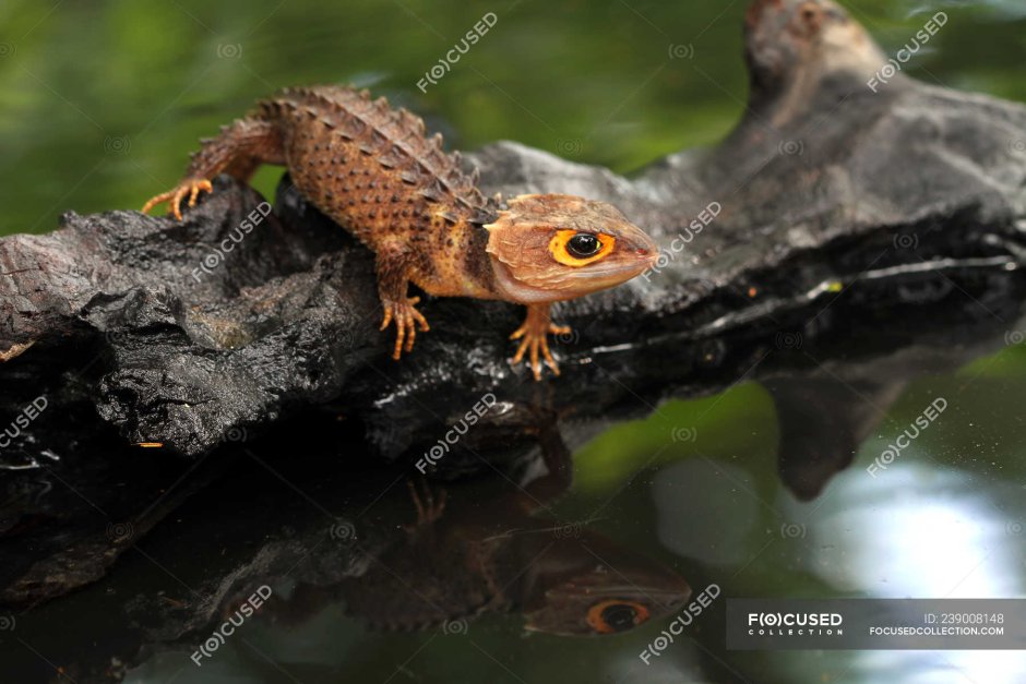 Thorny Dragon Lizard