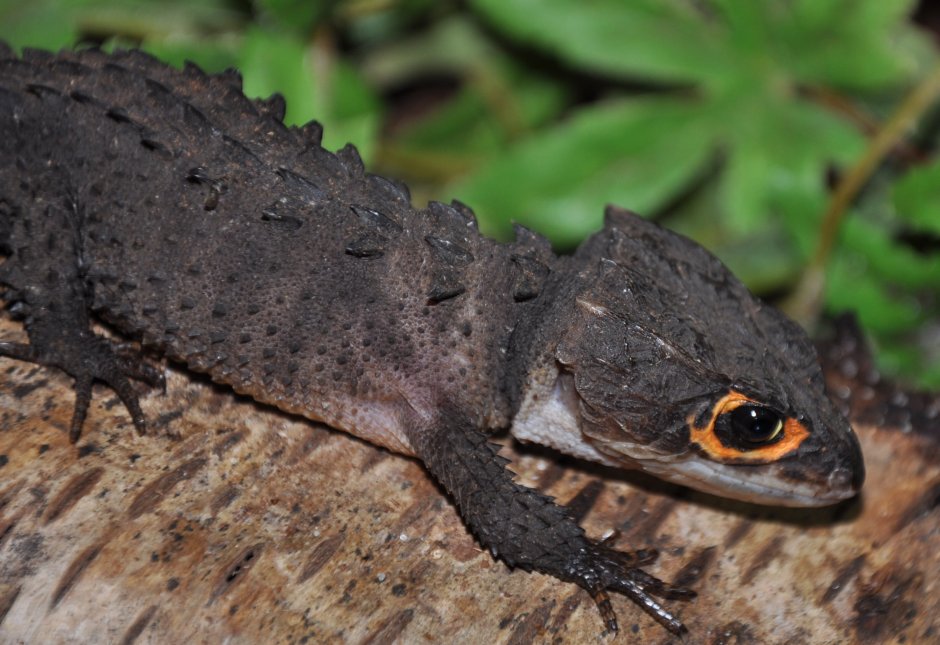 Red-eyed Crocodile