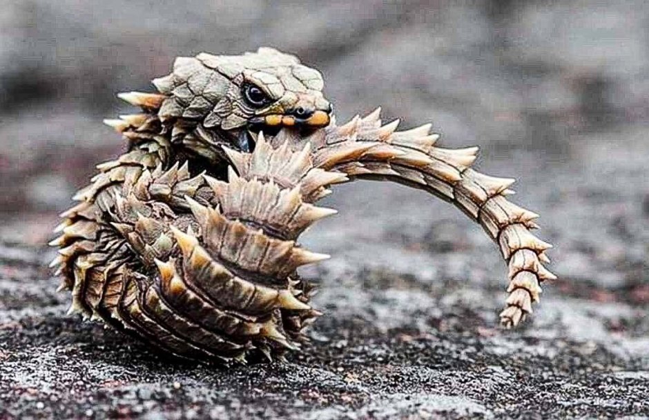 Крокодиловый сцинк Tribolonotus gracilis