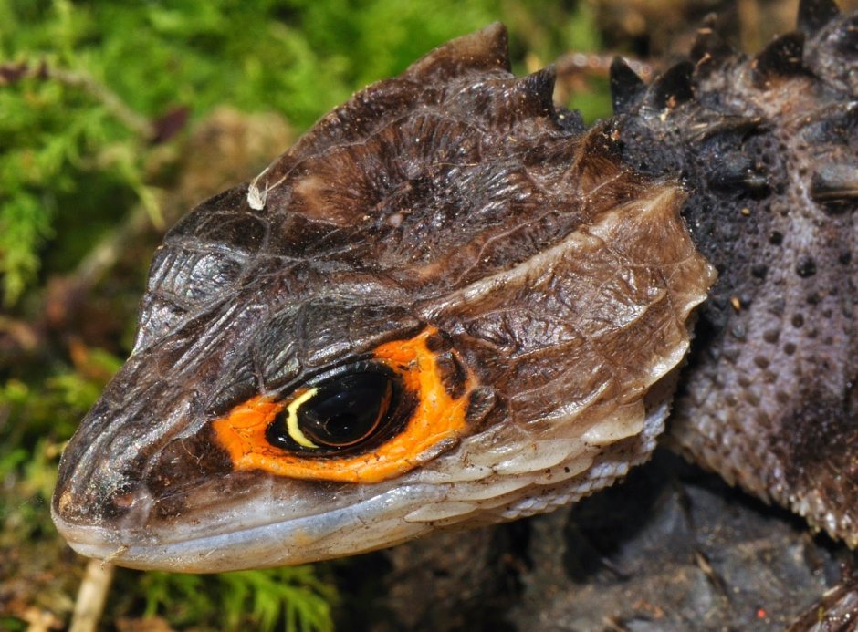 Tribolonotus gracilis