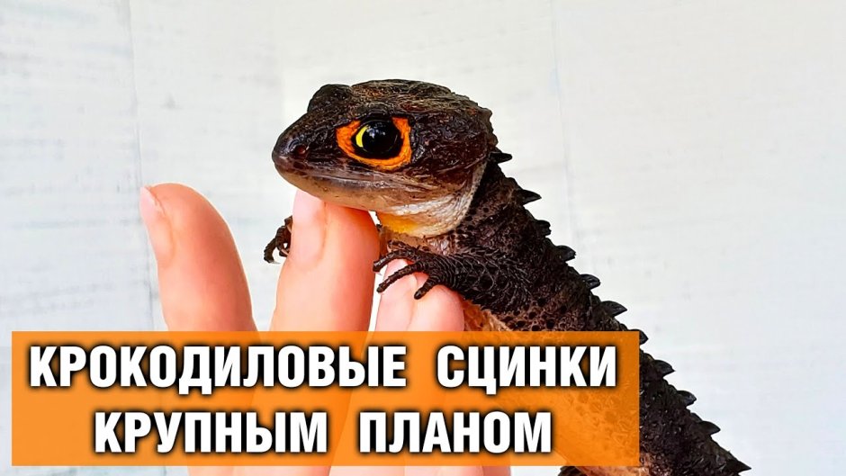 Аргентинский Варан тегу