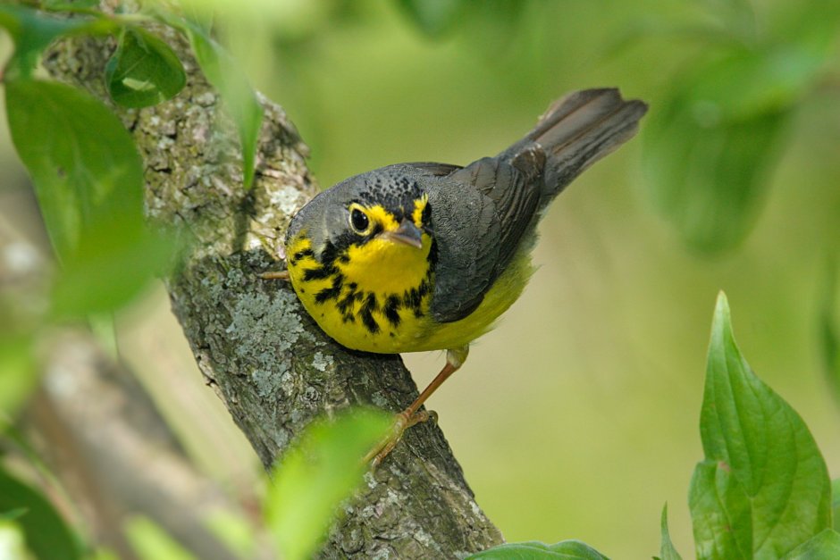 Обыкновенная Иволга Oriolus Oriolus
