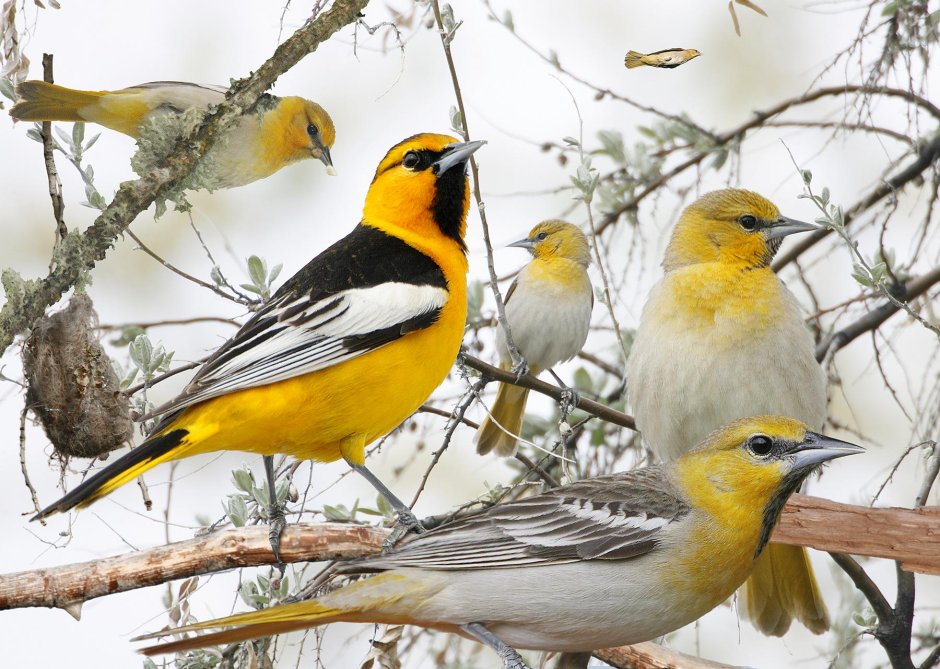 Icterus galbula