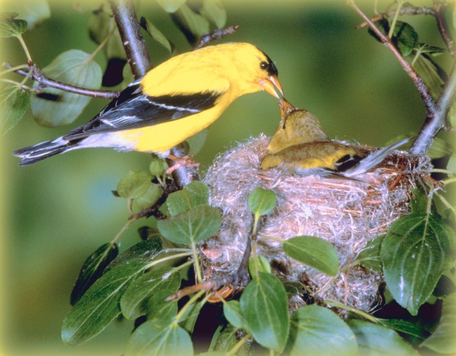 Blue Warbler птица