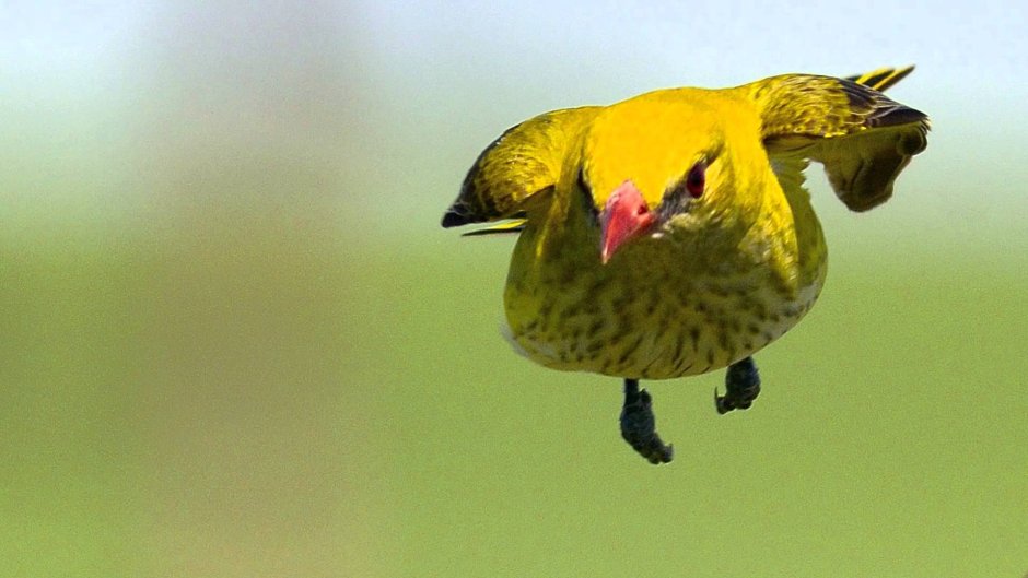 Icterus bullockii