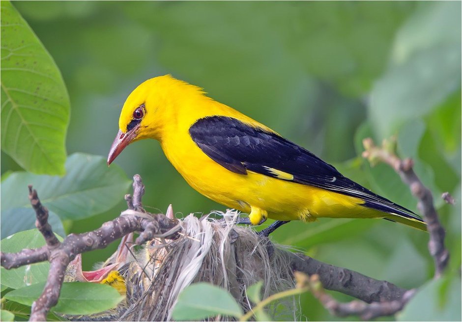 American Goldfinch птица