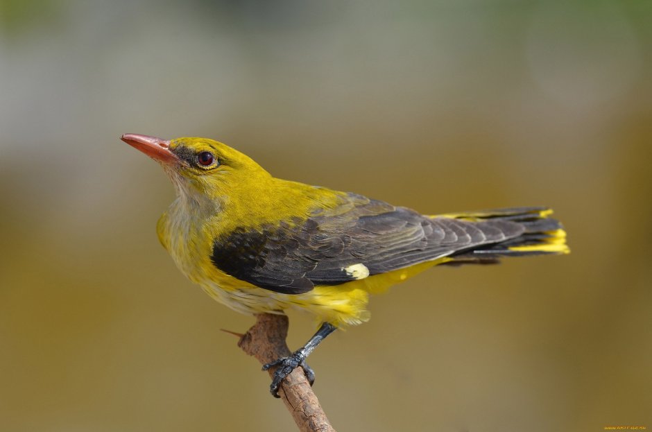 Иволга - Oriolus Oriolus