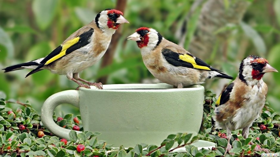 American Goldfinch птица