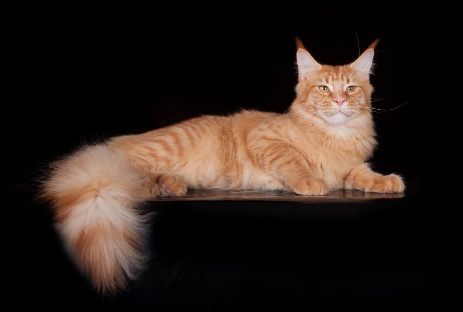 Мейн кун персиковый