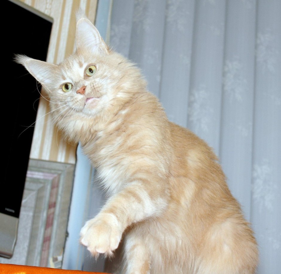 Мейн кун персиковый