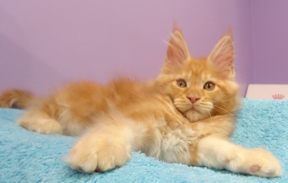 Мейн кун кремовый Солид