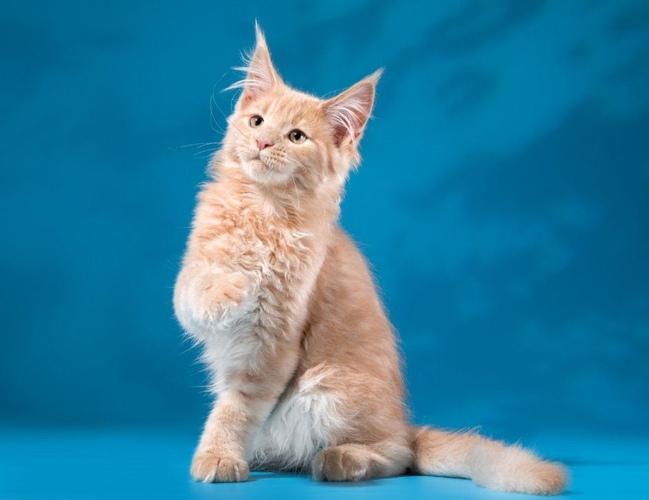 Мейн кун персиковый