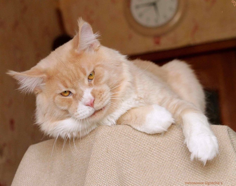 Мейн кун красный мрамор