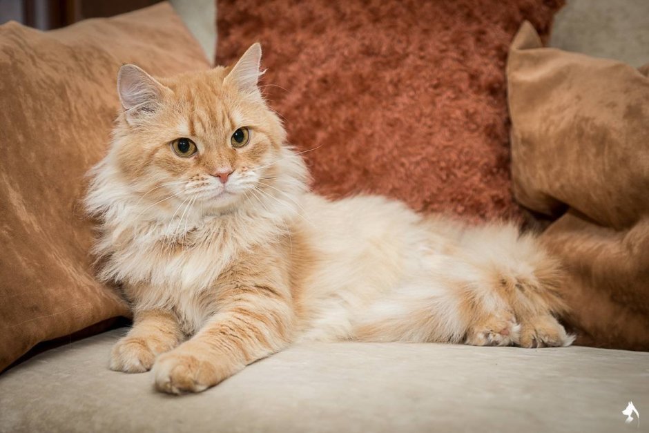 Мейн кун циннамон