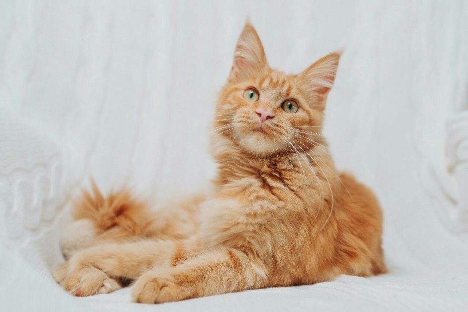 Мейн кун персиковый