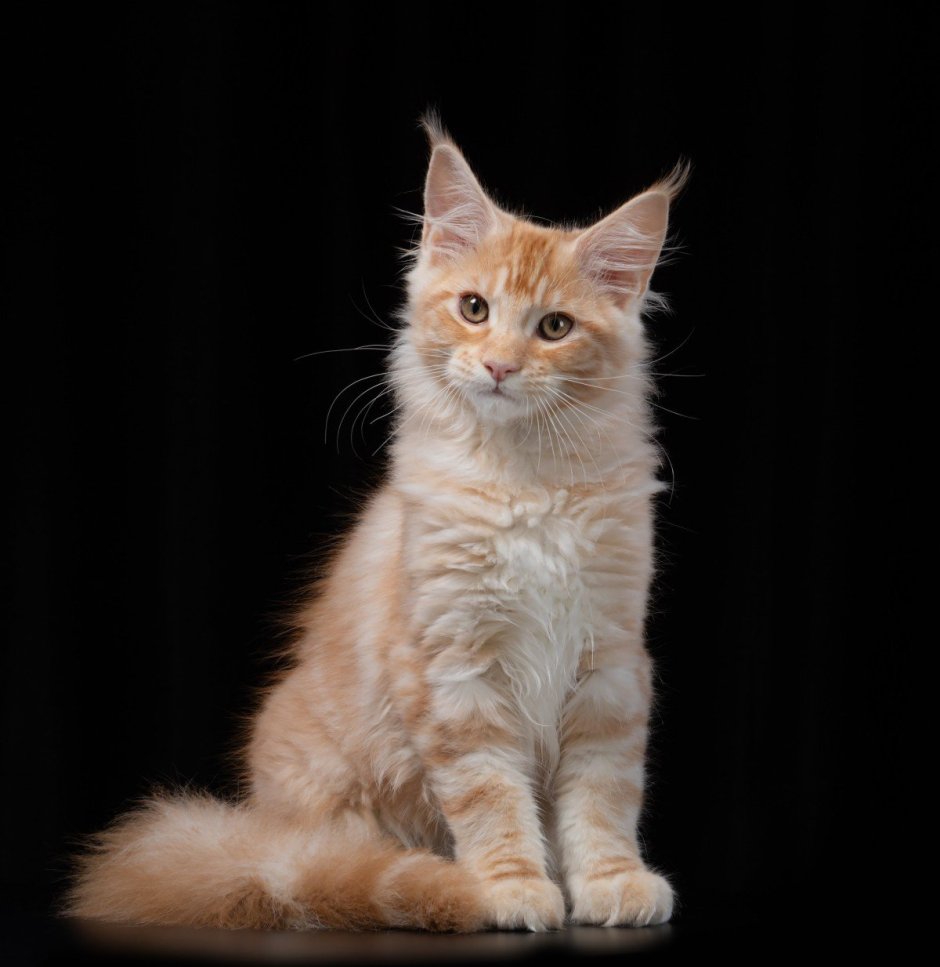 Мейн кун персиковый